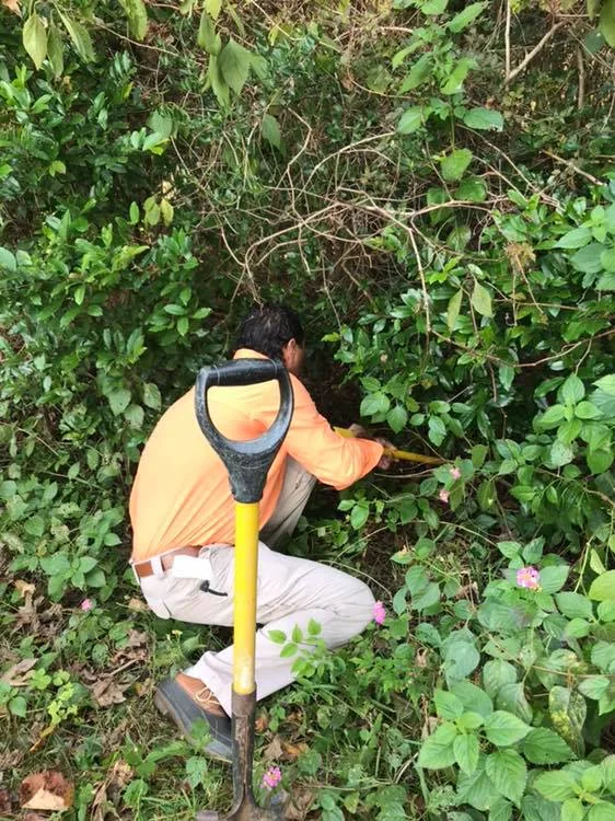Surveying within dense green vegetation